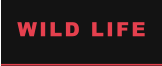 WILD LIFE